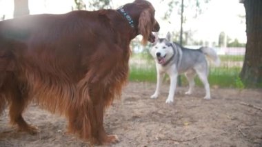 birlikte oynayan gri ve kırmızı köpek