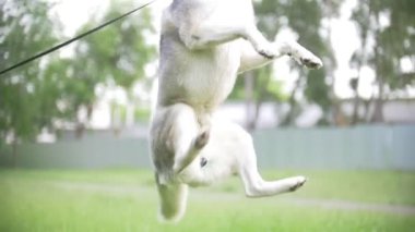 Adam çalış husky Park ile-köpek atlar, ağır çekim