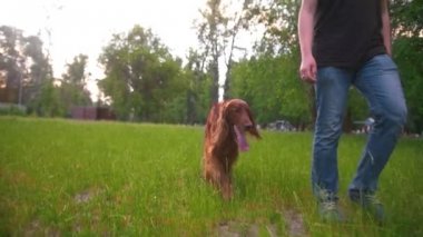 İle onun köpek İrlandalı setter parkta yürüyen adam