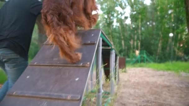 Hombre joven entrena a su perro irlandés setter en el paso elevado al aire libre en el día de verano — Vídeo de stock