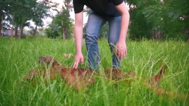 Young man cleans the long hair of his dog breed red irish setter in summer park — Stock Video