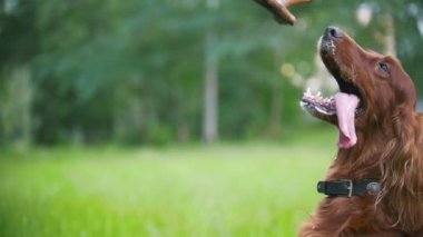 Adam ile onun evde beslenen hayvan köpek - İrlandalı setter çalış. Erkek ona ağacının dalını