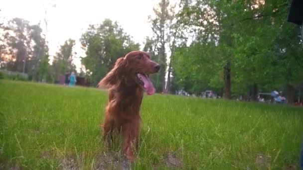 Человек гуляет со своей собакой ирландский сеттер в парке — стоковое видео