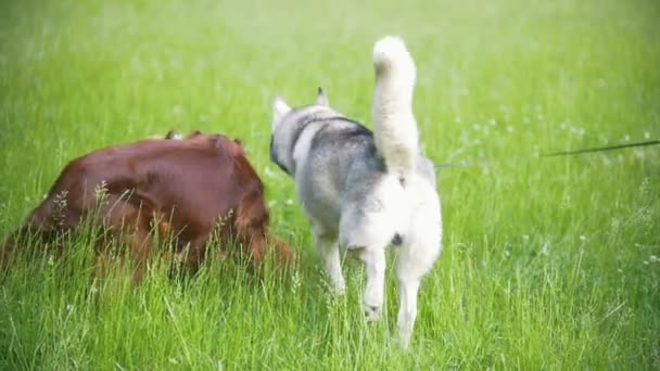 Deux chiens - setter irlandais et husky marchant en parl avec le propriétaire de l'homme, ralenti — Video