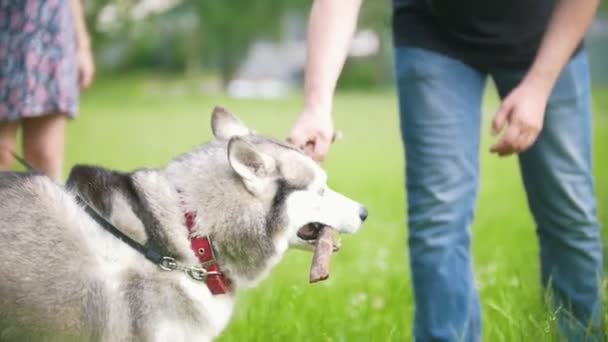 Homem andando no parque e brincando com seu cão - husky, câmera lenta — Vídeo de Stock