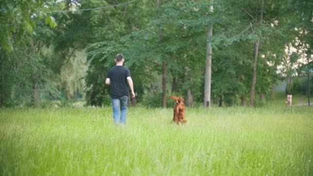 Собака ирландский сеттер работает в парке со своим владельцем - человек, замедленная съемка — стоковое видео