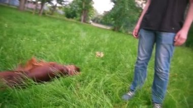 Çimlere park - yavaş hareket içinde yatan köpek İrlandalı kanepe