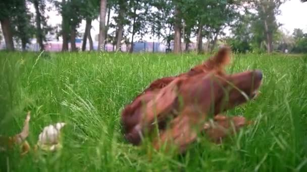 De hond - Ierse setter ligt op het gras in zomer park — Stockvideo