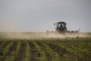 Arazi bir alan üzerine yaz gününde yetiştirilmesi traktör