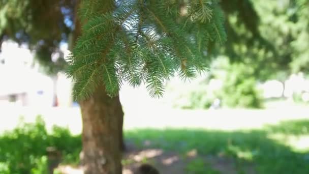 Petite fille dessin avec gouache assis sous l'arbre à la journée ensoleillée — Video