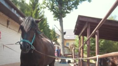 Genç kadın siyah at ahır içinde açık havada yele tarak