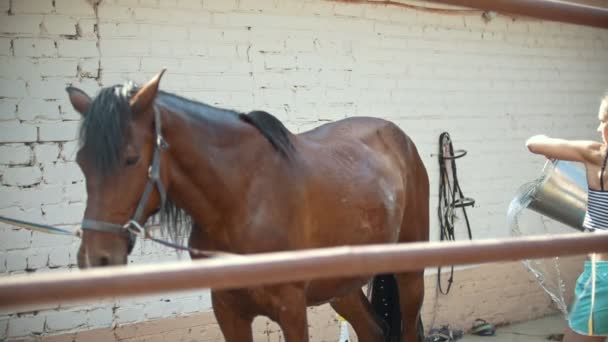 Mujer joven regando agua de caballo de un cubo — Vídeo de stock