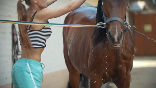 Ung kvinna borsta hennes häst med en borste — Stockvideo