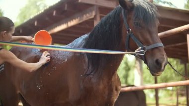Çekici kadın kestane at bir fırça ve su ile temizler