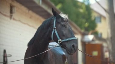 Ahırda çalışan onun yele ve Genç kadınlar Siyah at sallıyor
