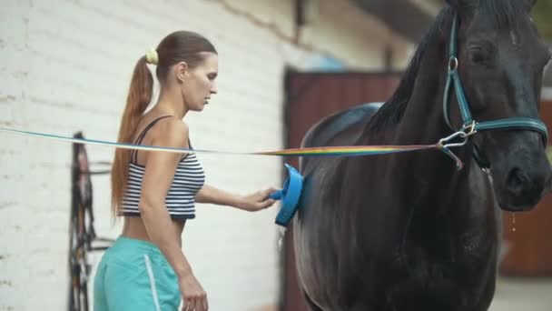 Jonge aantrekkelijke vrouw borstelen zwarte paard in de paddock — Stockvideo