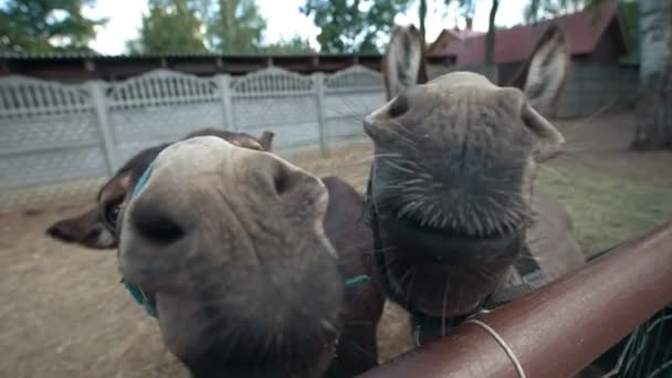 Två åsnor gör roliga miner och tittar på kameran — Stockvideo