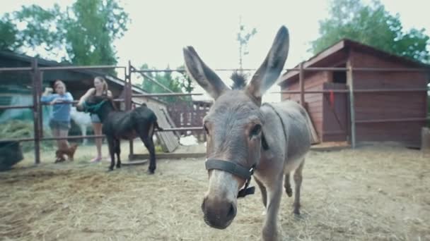 Roztomilý funny osel přichází na kameru a hodinky — Stock video