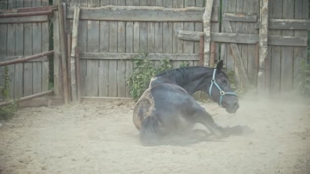 Paard liggend in de paddock — Stockvideo