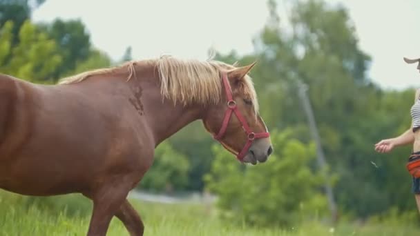 Kvinnan promenader bakom hästar i fältet — Stockvideo