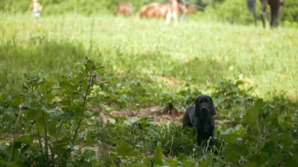Zwarte pup loopt vóór de vrouw lopen achter de paarden in het veld — Stockvideo