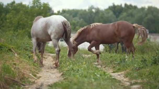 Cavalos comem grama em uma clareira no dia de verão — Vídeo de Stock