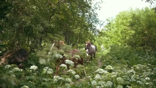 Manada de caballos corriendo en un galope en el camino en el campo de verano — Vídeos de Stock