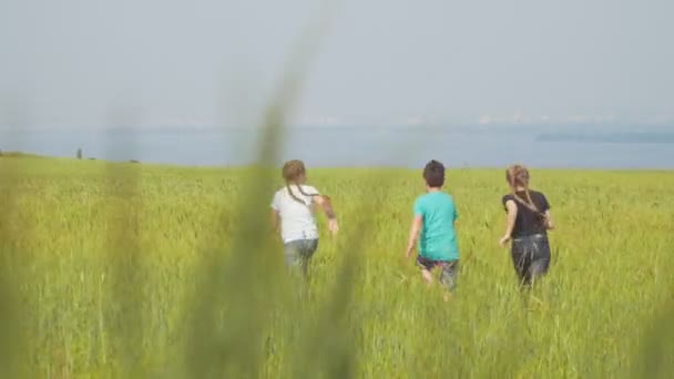 Three cheerful children running through the summer meadow - rear view — Stock Video