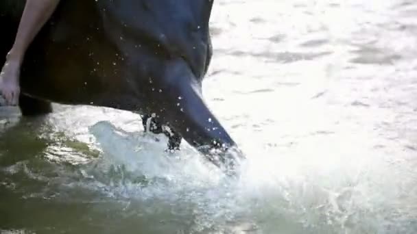 Cavallo nero calpesta il suo zoccolo sul fiume e spruzza acqua — Video Stock