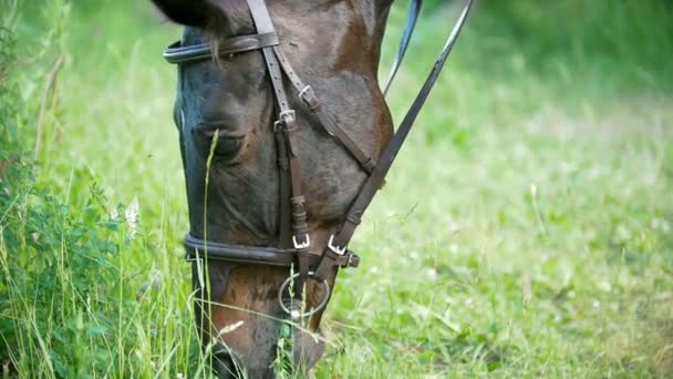 Cavallo Nero Mastica Erba Verde Nel Campo Estivo Rallentatore — Video Stock