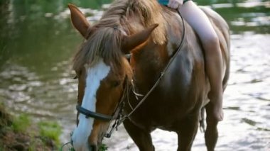 At Nehri yakınında yeşil çim günbatımında çiğniyor.