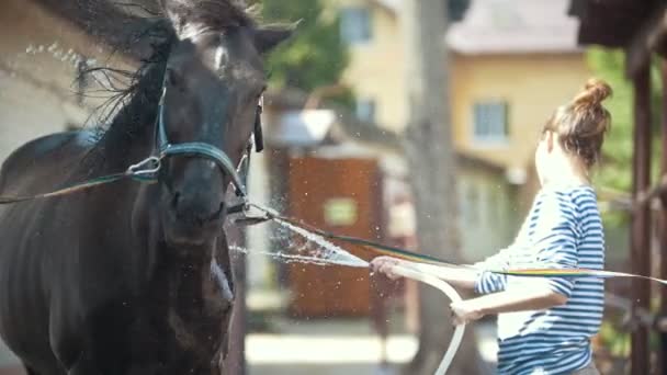 Щаслива молода жінка бризкає воду на чорному коні на відкритому повітрі — стокове відео