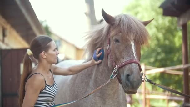 Молодая привлекательная женщина чистит черную лошадь в загоне — стоковое видео