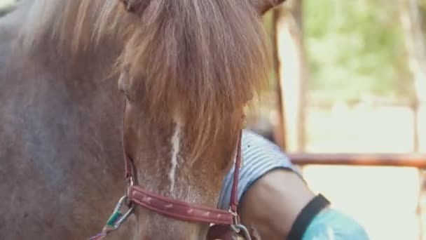 Mulher atraente puxa uma sela em um cavalo ao ar livre no verão — Vídeo de Stock