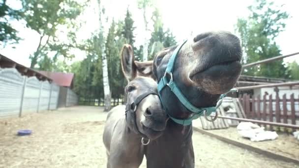Dos burros hacen caras graciosas y miran a la cámara — Vídeo de stock