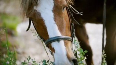 Kırmızı at yaz alan yeşil çim çiğniyor