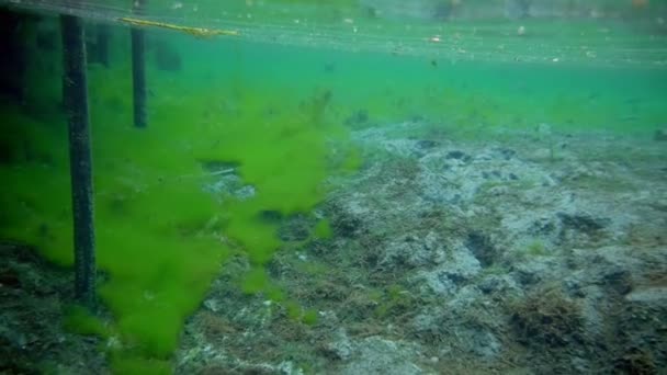 Подводная природа в чистой голубой воде — стоковое видео
