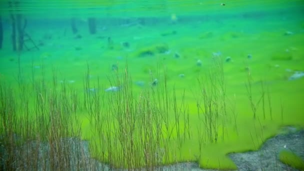 Increíble naturaleza submarina colorida en el lago claro — Vídeo de stock