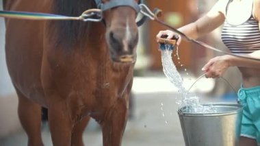 Bir at istikrarlı bir kadın yıkar