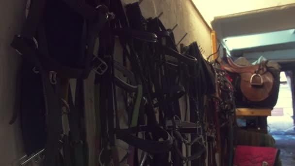 Armazém com selas e equipamento equestre — Vídeo de Stock