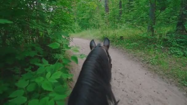 Passeggiate a cavallo nero nella foresta estiva — Video Stock