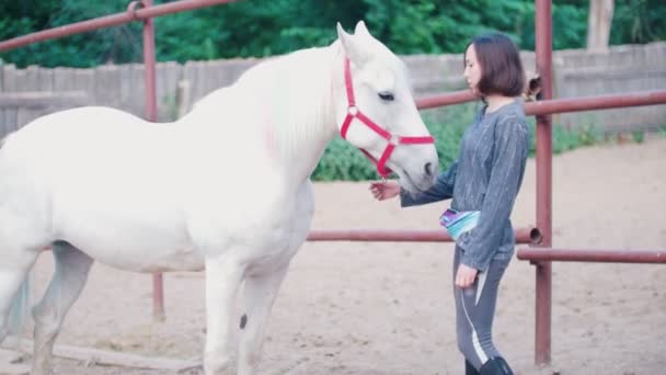 Pretty young woman strokes a graceful white stallion — Stock Video