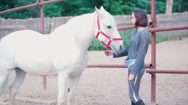 Mooie jonge vrouw lijnen een sierlijke witte hengst — Stockvideo