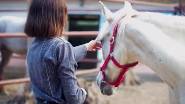 Atractiva chica acaricia un caballo blanco en el corral — Vídeo de stock