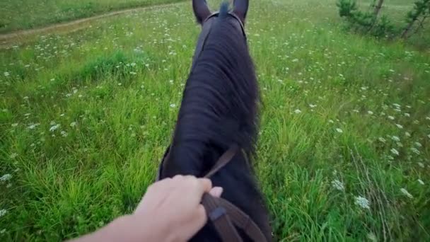 Cavalier à cheval promenades sur l'herbe verte à travers le champ d'été — Video