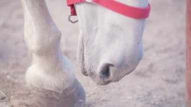 White horse bir toynak ağıl yere vurma