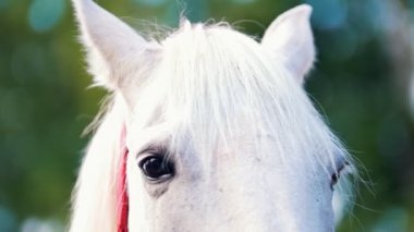 Beyaz atın kamera lens arıyorum