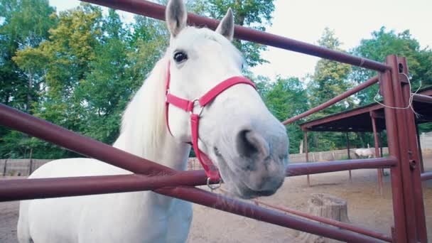 Cavallo bianco che annusa l'obiettivo della fotocamera nel recinto — Video Stock