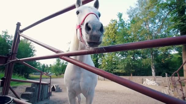 Cavalo branco engraçado se aproxima da câmera no curral — Vídeo de Stock