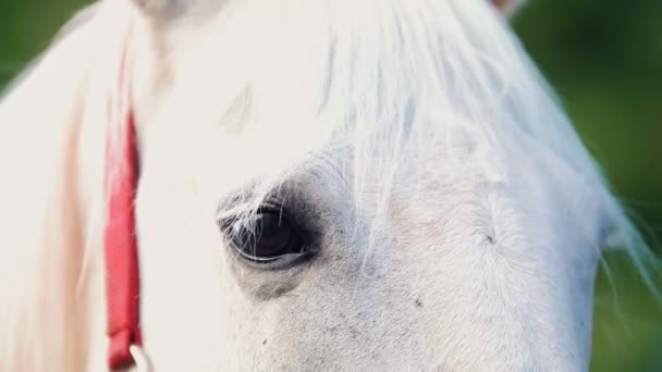 Білий кінь дивиться в літній день — стокове відео